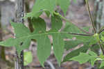 Whiteflower leafcup